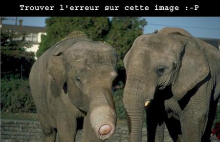 éléphant
